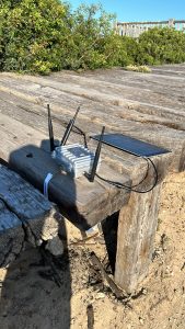 El papel de la Universidad de Cádiz en la conservación del chorlitejo patinegro durante 2025