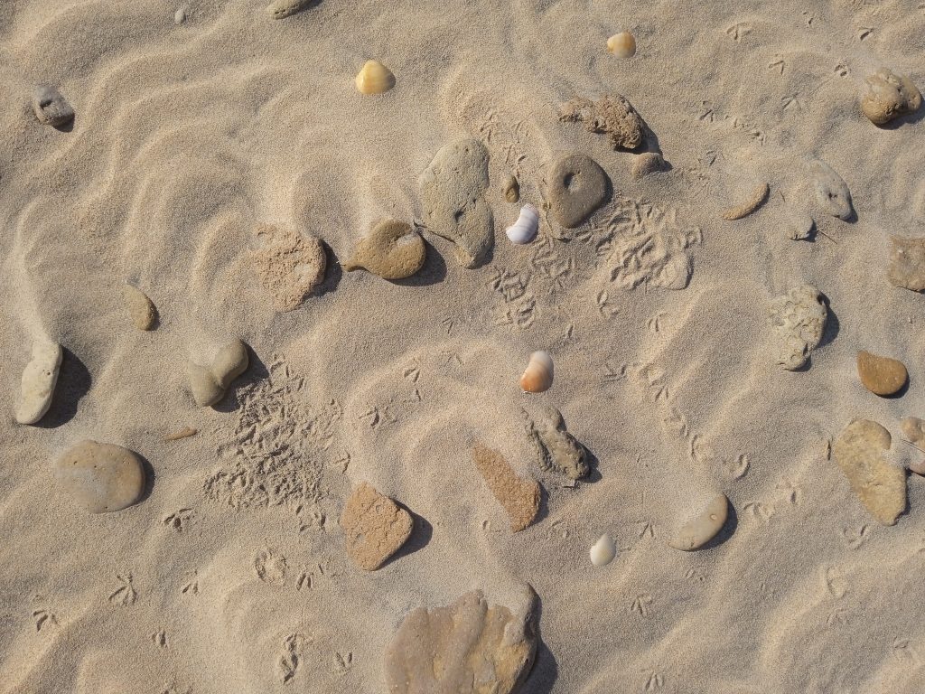 Censos de invierno en Galicia: seguimiento, movimientos y estado actual de la población de chorlitejo patinegro